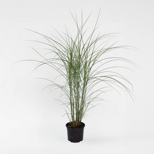 Ornamental Grasses Chinaschilf Zebrinus - Miscanthus 'Kleine Silberspinne - Höhe 20-30Cm - ⌀23Cm 