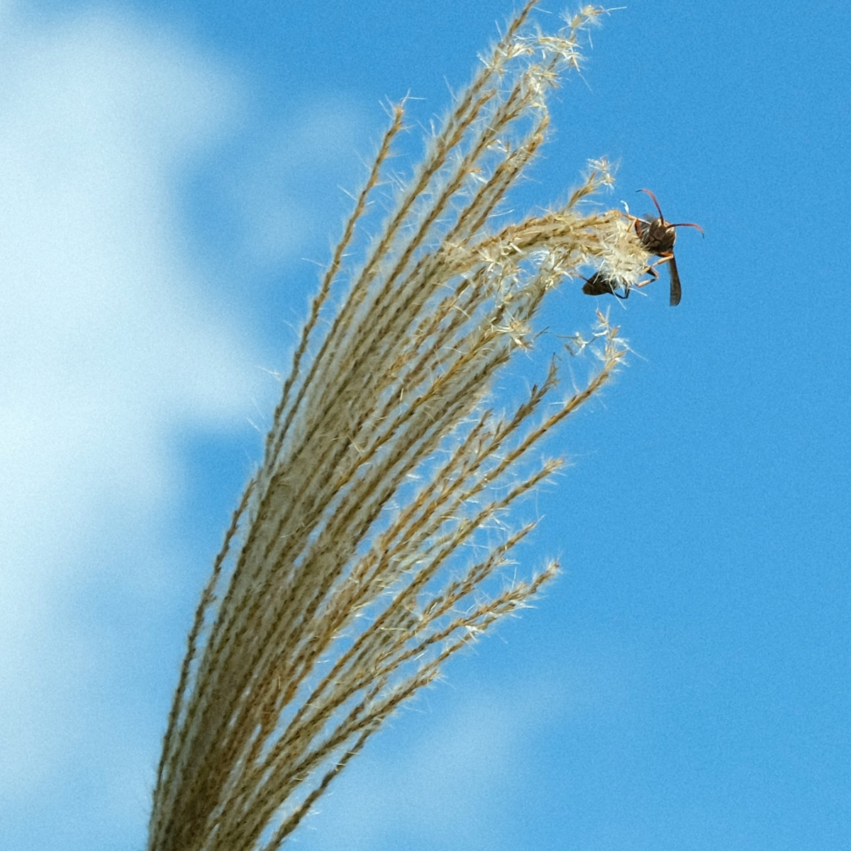 Ornamental Grasses Chinaschilf Zebrinus - Miscanthus 'Kleine Silberspinne - Höhe 20-30Cm - ⌀23Cm 