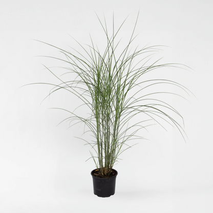 Ornamental Grasses Chinaschilf Zebrinus - Miscanthus 'Kleine Silberspinne - Höhe 20-30Cm - ⌀23Cm 