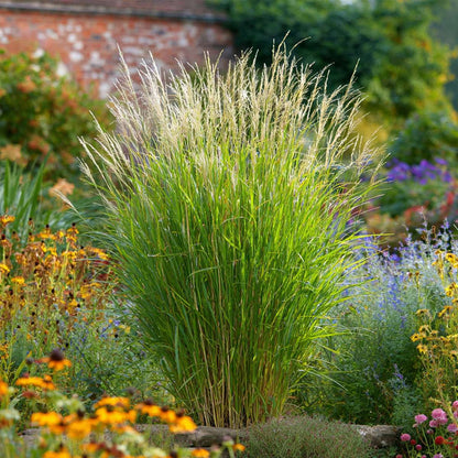 Ornamental Grasses Chinaschilf Zebrinus - 2 Stk - Miscanthus 'Gracillimus' - Höhe 40-60Cm - ⌀23Cm 