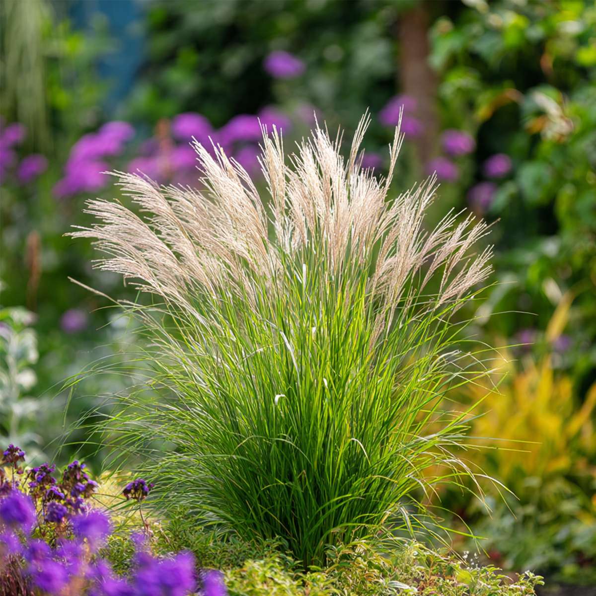 Ornamental Grasses Chinaschilf Zebrinus - 2 Stk - Miscanthus 'Gracillimus' - Höhe 40-60Cm - ⌀23Cm 
