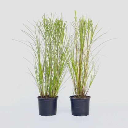 Ornamental Grasses Chinaschilf Zebrinus - 2 Stk - Miscanthus 'Gracillimus' - Höhe 40-60Cm - ⌀23Cm 