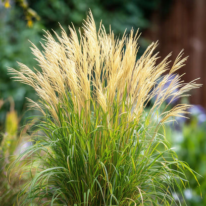 Ornamental Grasses Chinaschilf Zebrinus - Miscanthus Sinensis 'Gracillimus' - Höhe 40-60Cm - ⌀23Cm 