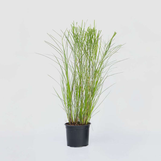 Ornamental Grasses Chinaschilf Zebrinus - Miscanthus Sinensis 'Gracillimus' - Höhe 40-60Cm - ⌀23Cm 
