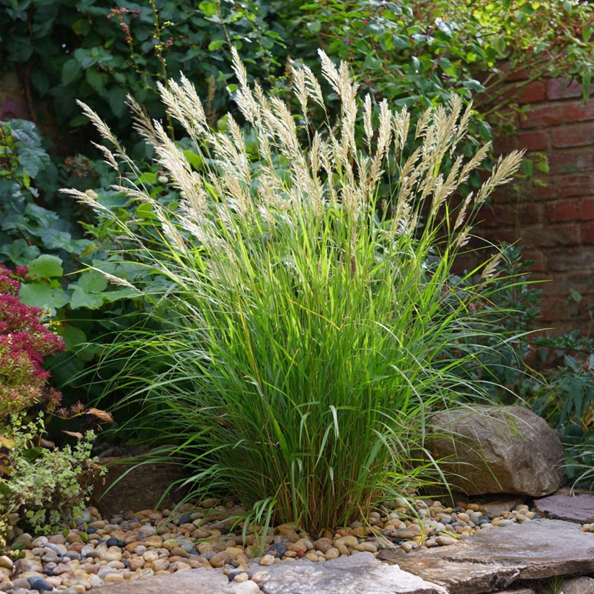 Ornamental Grasses Chinaschilf Zebrinus - Miscanthus Sinensis 'Gracillimus' - Höhe 40-60Cm - ⌀23Cm 