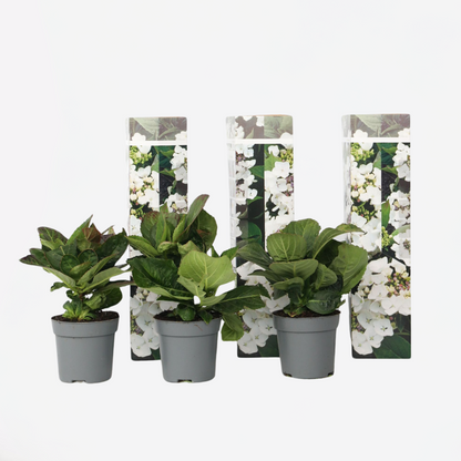 Hydrangea Hortensie - 3 Stk - Hydrangea Macrophylla Teller 'Benxi' - Höhe 25-40Cm - ⌀9Cm 