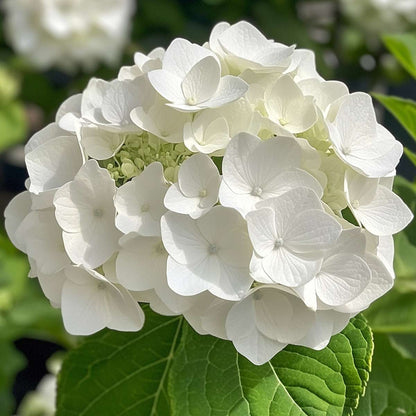 Hydrangea Hortensie - 3 Stk - Hydrangea Macrophylla Teller 'Benxi' - Höhe 25-40Cm - ⌀9Cm 