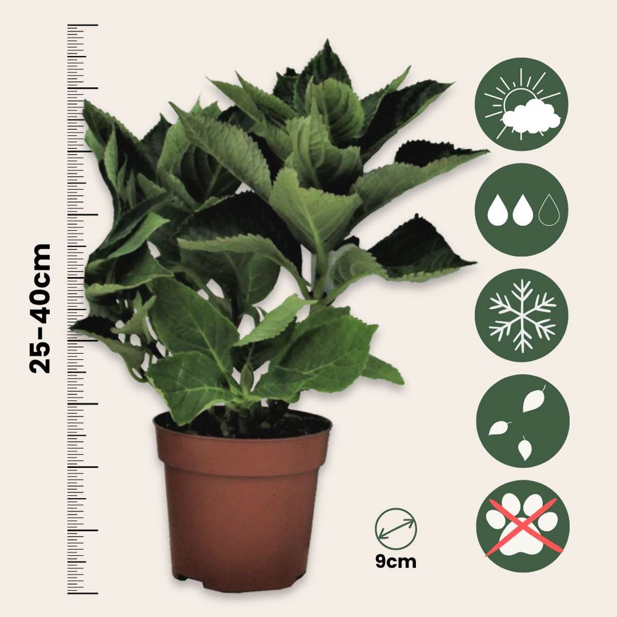 Hydrangea Hortensie - 3 Stk - Hydrangea Macrophylla Teller Red Bull - Höhe 25-40Cm - ⌀9Cm 