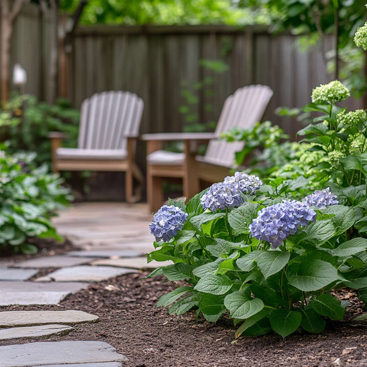 Hydrangea Hortensie - 3 Stk - Hydrangea Macrophylla Teller 'Nizza' - Höhe 25-40Cm - ⌀9Cm 