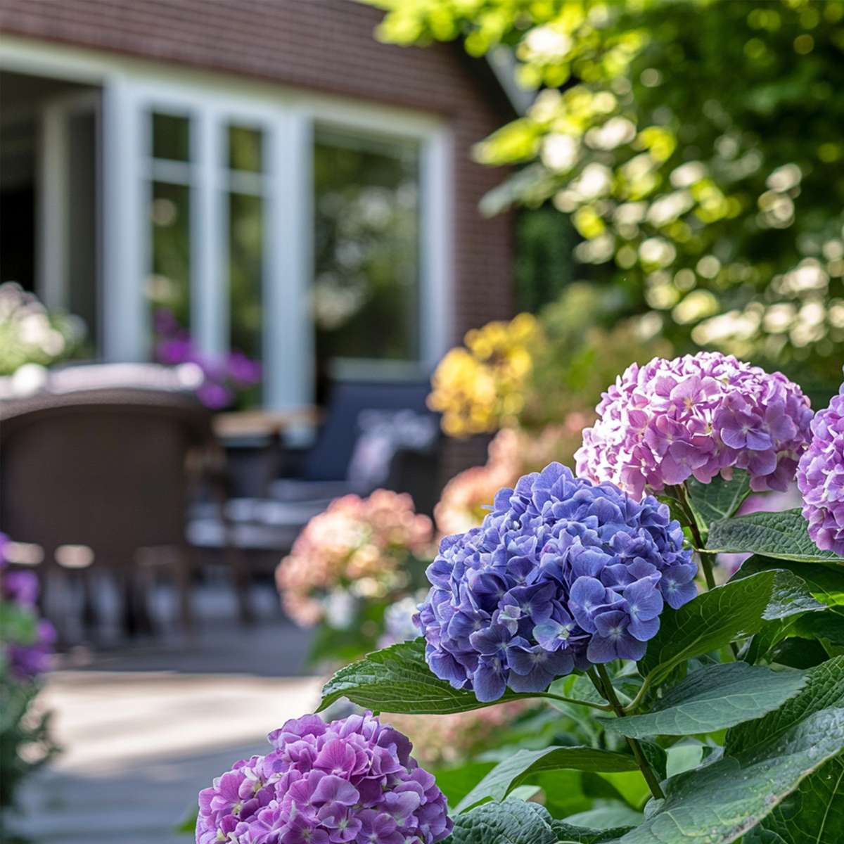 Hydrangea Hortensie - 3 Stk - Hydrangea Macrophylla Teller 'Nizza' - Höhe 25-40Cm - ⌀9Cm 