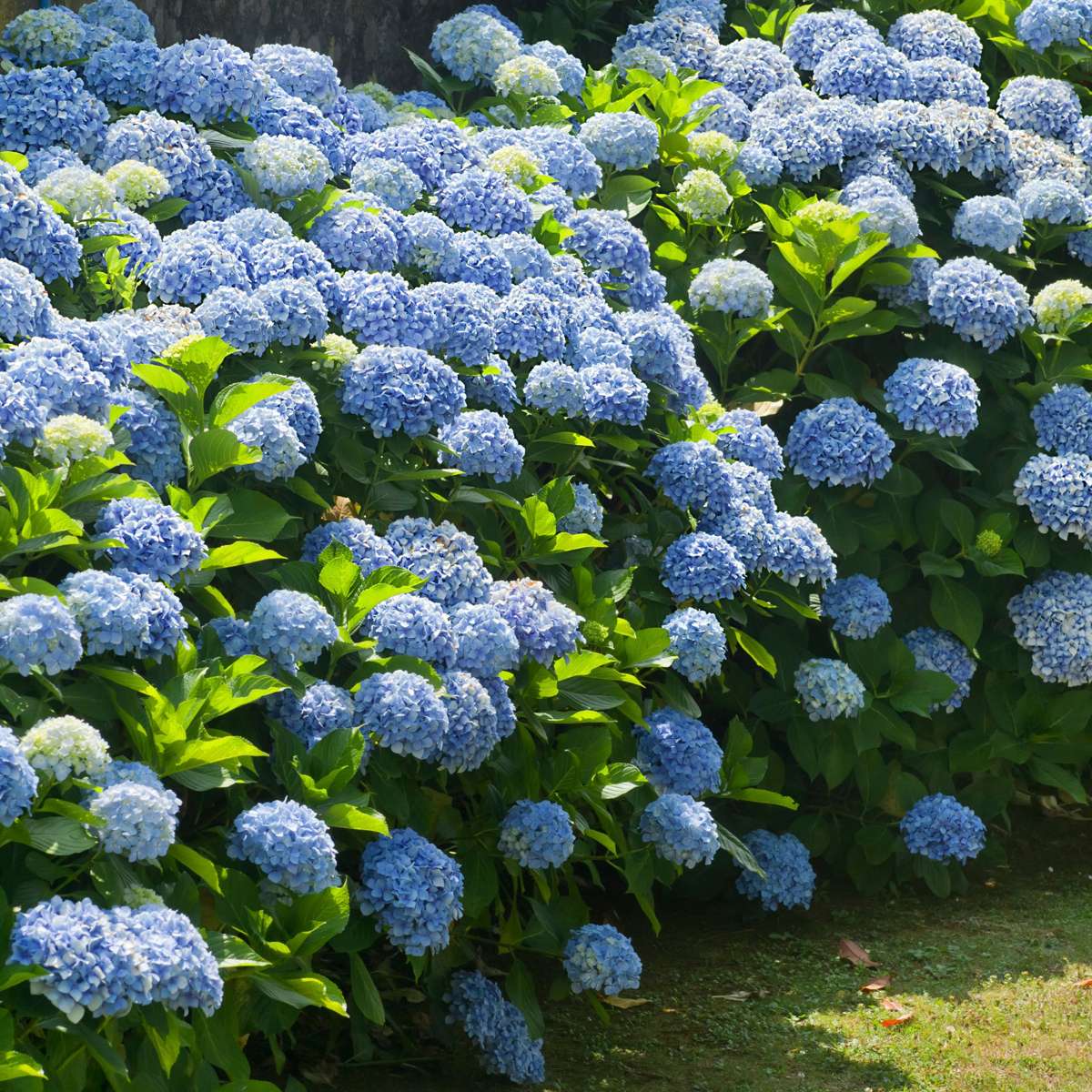 Hydrangea Hortensie - 6 Stk - Hydrangea Macrophylla - Höhe 25-40Cm - ⌀9Cm 