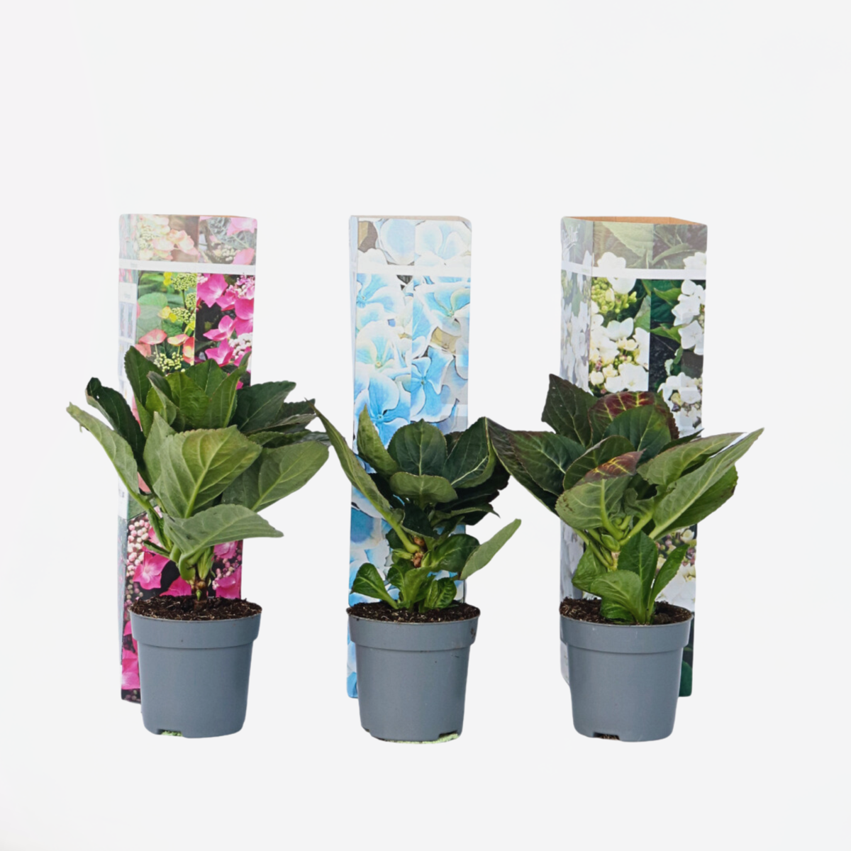 Hydrangea Hortensie - 3 Stk - Hydrangea Macrophylla - Höhe 25-40Cm - ⌀9Cm 