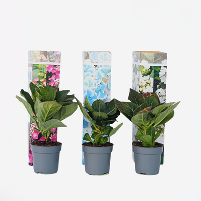 Hydrangea Hortensie - 3 Stk - Hydrangea Macrophylla - Höhe 25-40Cm - ⌀9Cm 