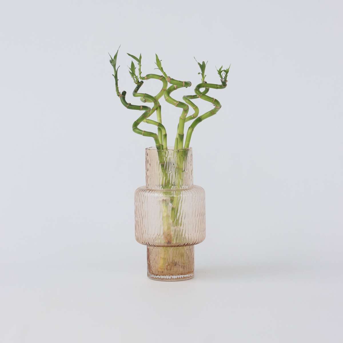 Dracaena Glücksbambus - 12 Stk - Dracaena Sanderiana - Höhe 40-50Cm - ⌀2Cm 