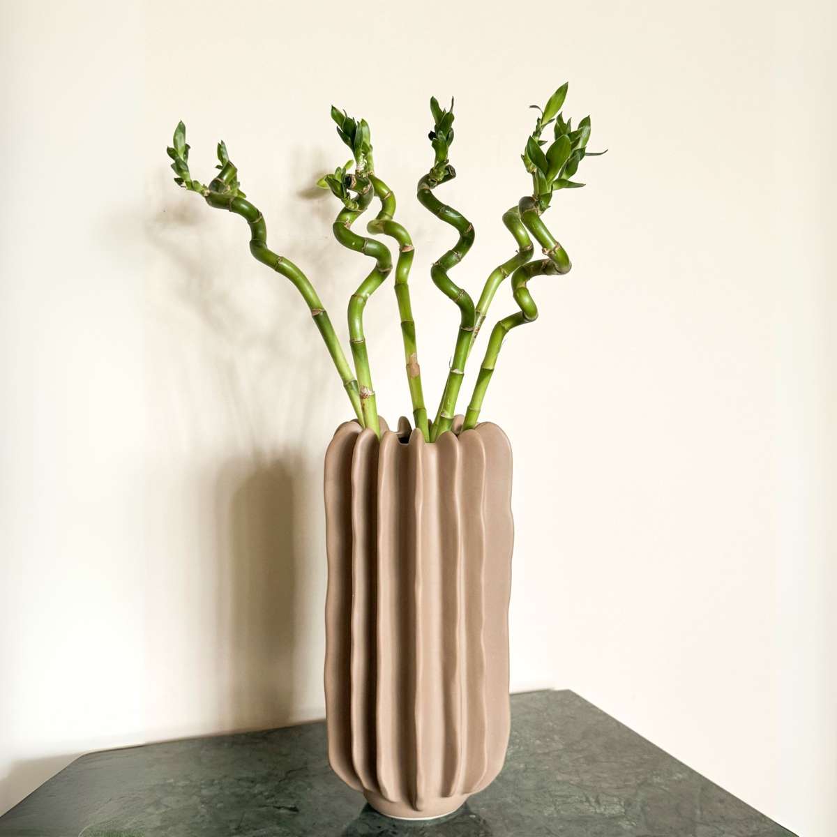 Dracaena Glücksbambus - 12 Stk - Dracaena Sanderiana - Höhe 40-50Cm - ⌀2Cm 