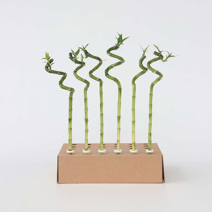 Dracaena Glücksbambus - 12 Stk - Dracaena Sanderiana - Höhe 40-50Cm - ⌀2Cm 