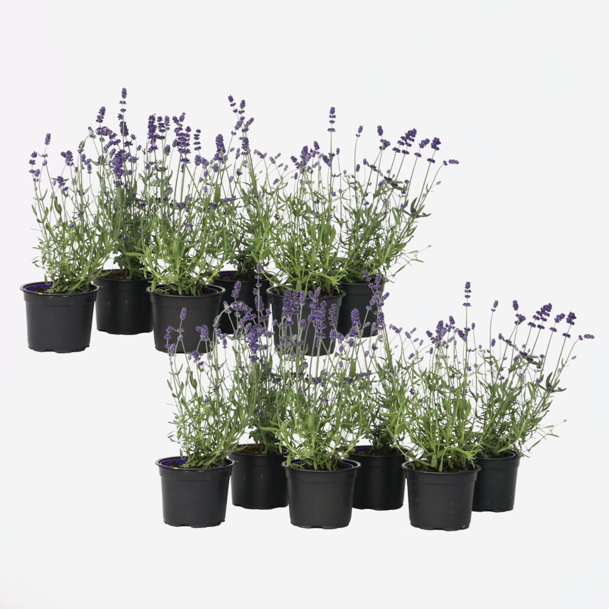 Lavender Lavendelpflanzen - 12 Stk - Lavandula Angustifolia - Höhe 10-15Cm - ⌀11Cm 