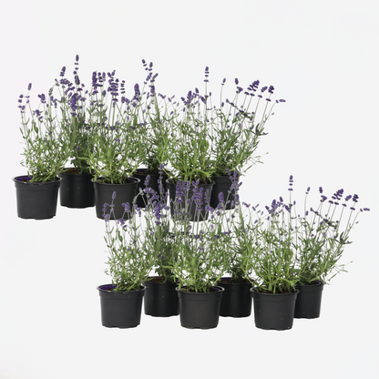 Lavender Lavendelpflanzen - 12 Stk - Lavandula Angustifolia - Höhe 10-15Cm - ⌀11Cm 