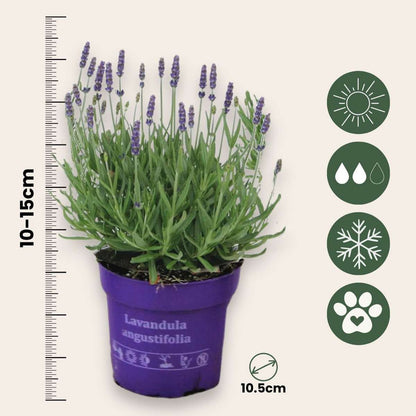 Lavender Lavendelpflanzen - 12 Stk - Lavandula Angustifolia - Höhe 10-15Cm - ⌀11Cm 