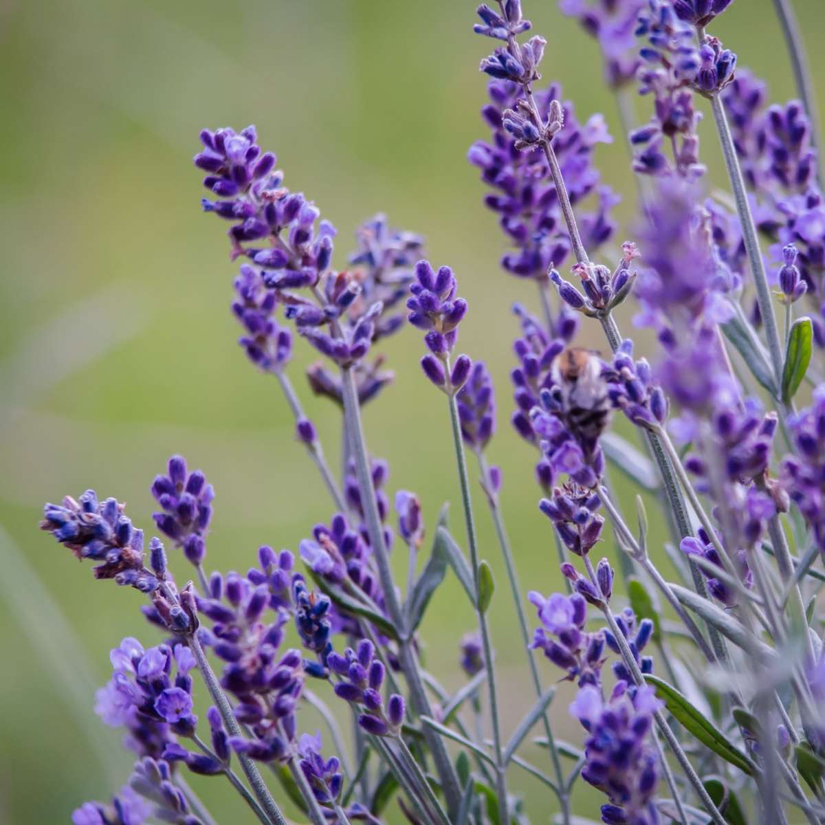 Lavender Lavendelpflanzen - 12 Stk - Lavandula Angustifolia - Höhe 10-15Cm - ⌀11Cm 