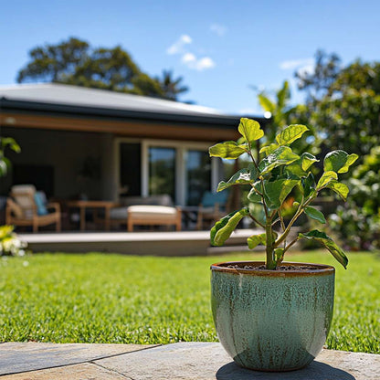 Fruit Trees Kiwipflanze - 6 Stk - Actinidia Deliciosa 'Jenny' - Höhe 20-40Cm - ⌀9Cm 