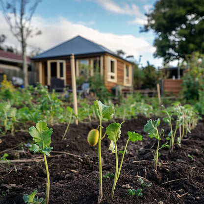 Fruit Trees Kiwipflanze - 3 Stk - Actinidia Deliciosa 'Jenny' - Höhe 20-40Cm - ⌀9Cm 