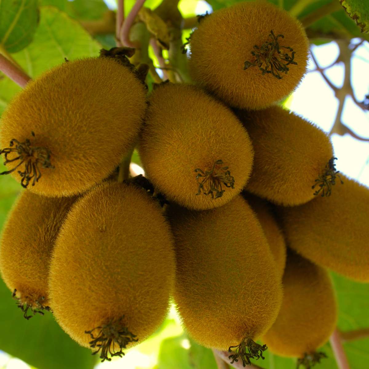 Fruit Trees Kiwipflanze - 3 Stk - Actinidia Deliciosa 'Jenny' - Höhe 20-40Cm - ⌀9Cm 
