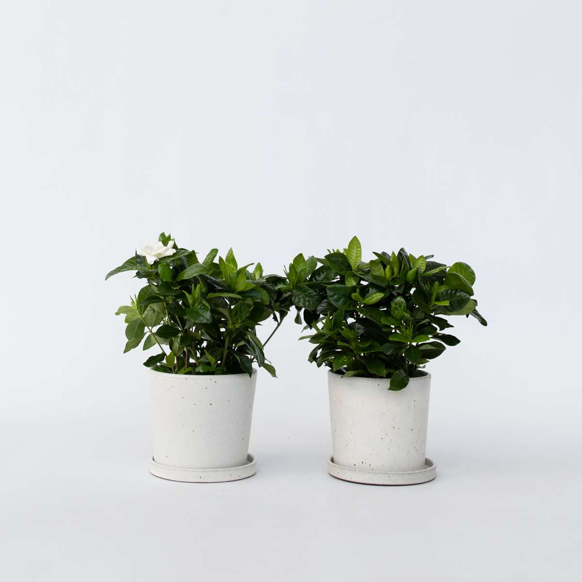 Blooming Houseplants Gardenien - 4 Stk - Gardenia Jasminoides - Höhe 20-30Cm - ⌀13Cm 