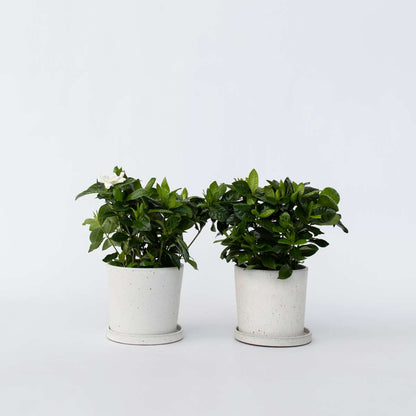 Blooming Houseplants Gardenien - 4 Stk - Gardenia Jasminoides - Höhe 20-30Cm - ⌀13Cm 