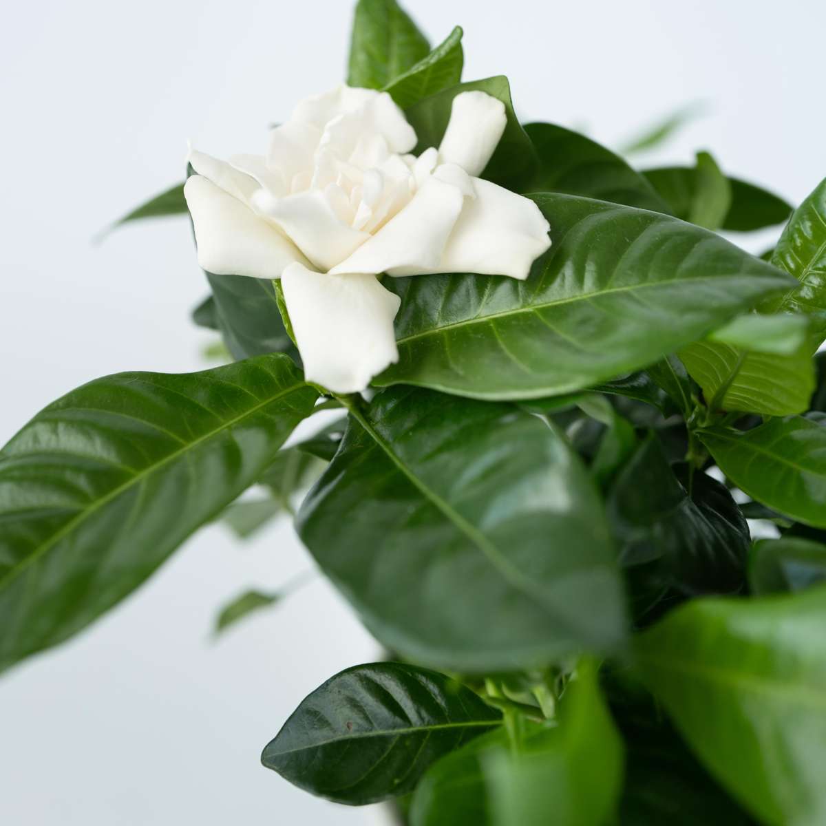 Blooming Houseplants Gardenien - 4 Stk - Gardenia Jasminoides - Höhe 20-30Cm - ⌀13Cm 