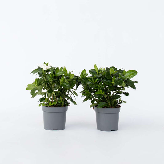 Blooming Houseplants Gardenien - 4 Stk - Gardenia Jasminoides - Höhe 20-30Cm - ⌀13Cm 