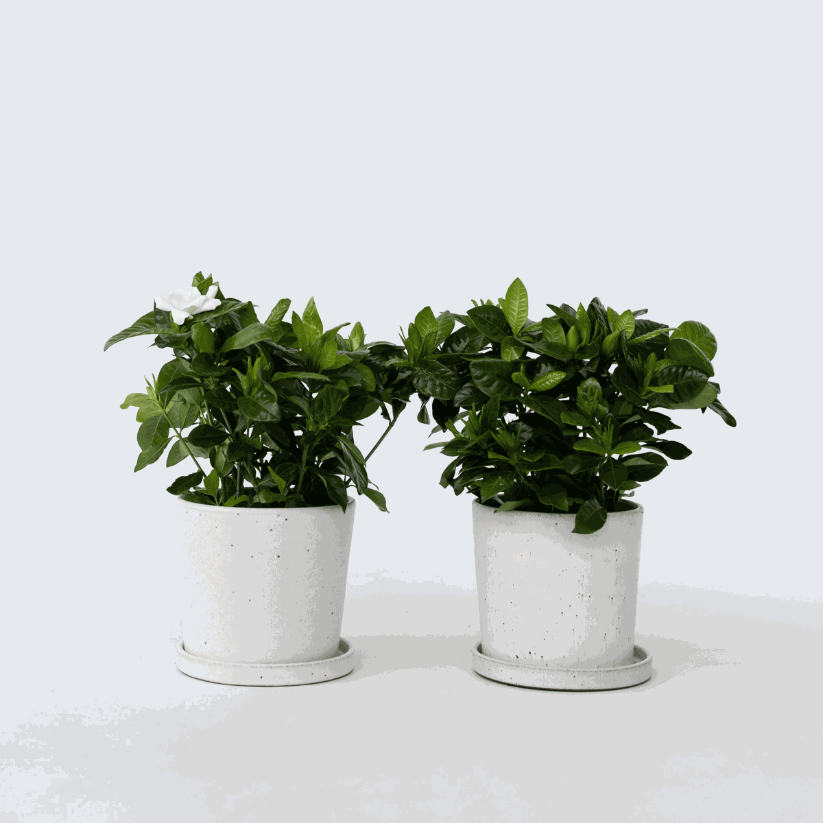 Blooming Houseplants Gardenie - 2 Stk - Gardenia Jasminoides - Höhe 20-30Cm - ⌀13Cm 