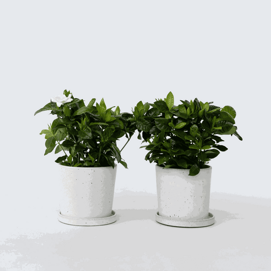 Blooming Houseplants Gardenie - 2 Stk - Gardenia Jasminoides - Höhe 20-30Cm - ⌀13Cm 