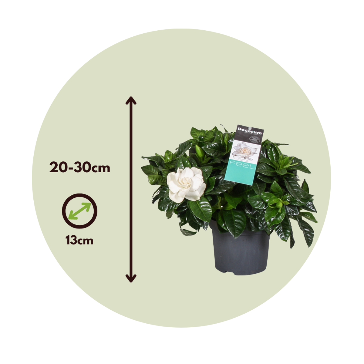 Blooming Houseplants Gardenie - 2 Stk - Gardenia Jasminoides - Höhe 20-30Cm - ⌀13Cm 