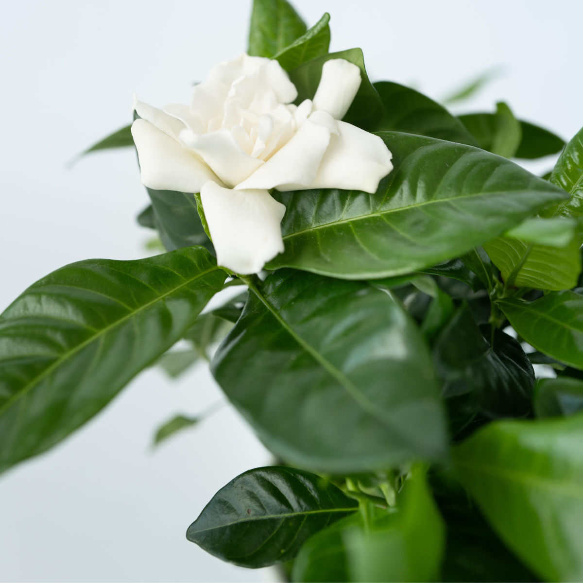 Blooming Houseplants Gardenie - 2 Stk - Gardenia Jasminoides - Höhe 20-30Cm - ⌀13Cm 