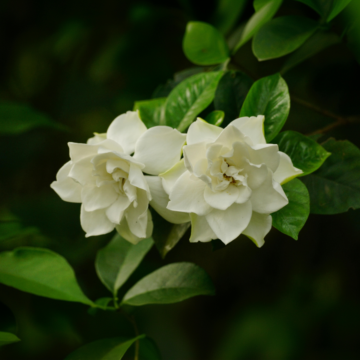 Blooming Houseplants Gardenie - 2 Stk - Gardenia Jasminoides - Höhe 20-30Cm - ⌀13Cm 