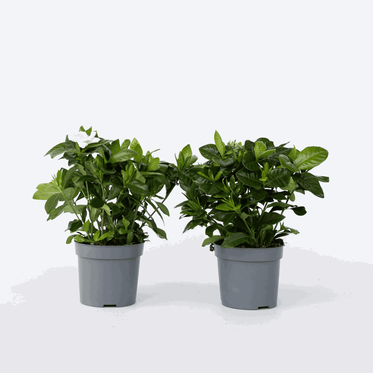 Blooming Houseplants Gardenie - 2 Stk - Gardenia Jasminoides - Höhe 20-30Cm - ⌀13Cm 