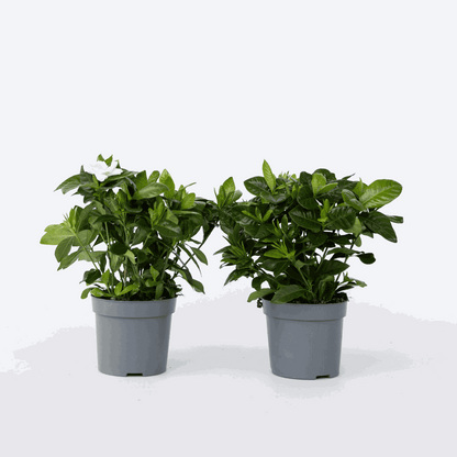 Blooming Houseplants Gardenie - 2 Stk - Gardenia Jasminoides - Höhe 20-30Cm - ⌀13Cm 