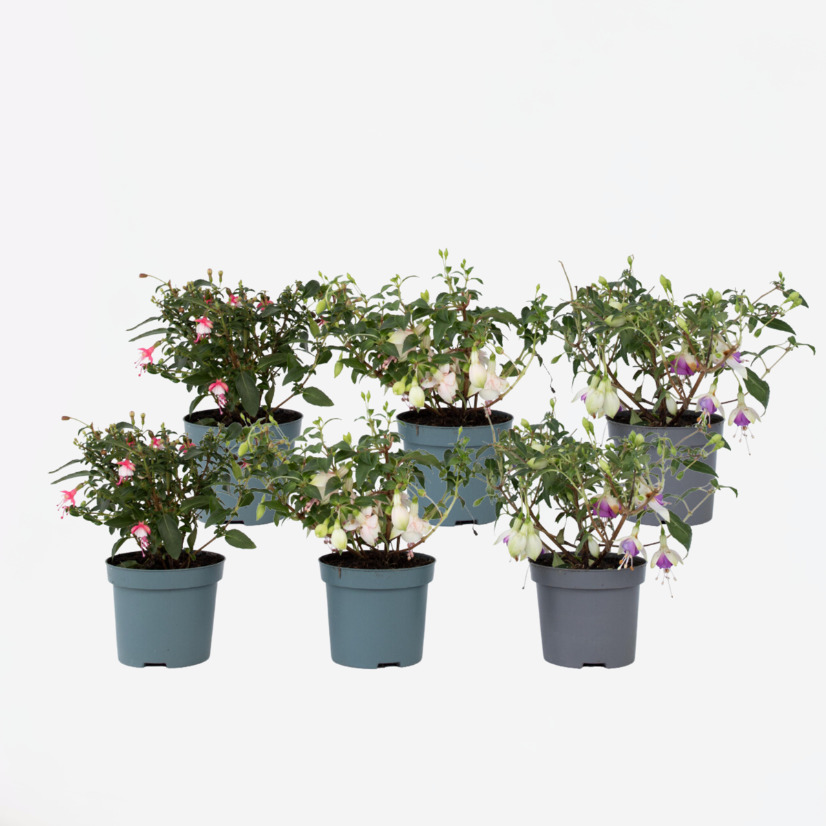 Fuchsia Fuchsie - 6 Stk - Fuchsia Magellanica - Höhe 10-20Cm - ⌀9Cm 