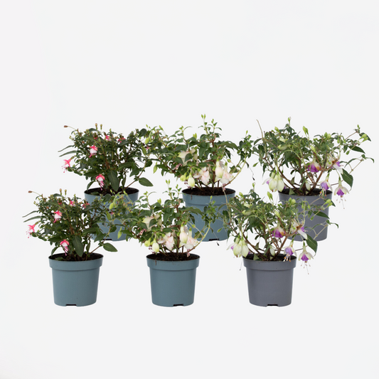 Fuchsia Fuchsie - 6 Stk - Fuchsia Magellanica - Höhe 10-20Cm - ⌀9Cm 