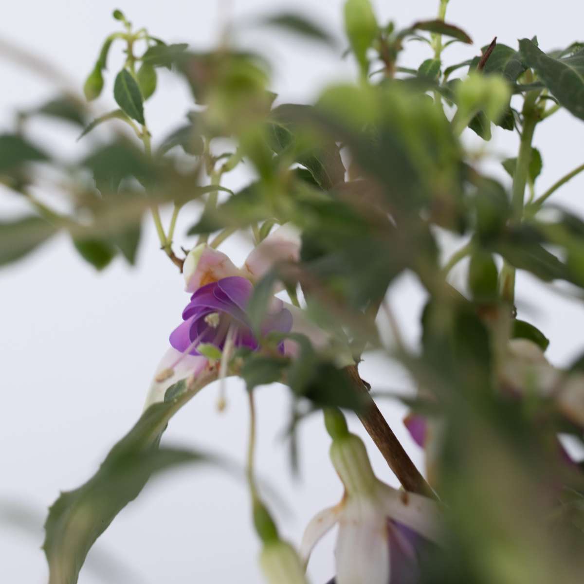 Fuchsia Fuchsie - 6 Stk - Fuchsia Magellanica - Höhe 10-20Cm - ⌀9Cm 