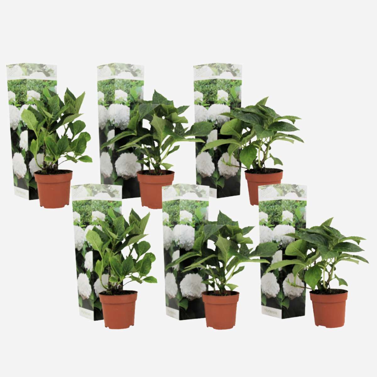 Hydrangea Hortensie - 6 Stk - Hydrangea Macrophylla 'Wudu' - Höhe 25-40Cm - ⌀9Cm 