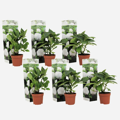 Hydrangea Hortensie - 6 Stk - Hydrangea Macrophylla 'Wudu' - Höhe 25-40Cm - ⌀9Cm 