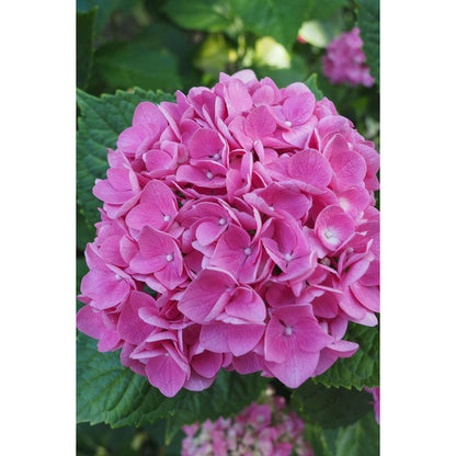 Hydrangea Hortensie - 6 Stk - Hydrangea Macrophylla 'Early Pink' - Höhe 25-40Cm - ⌀9Cm 