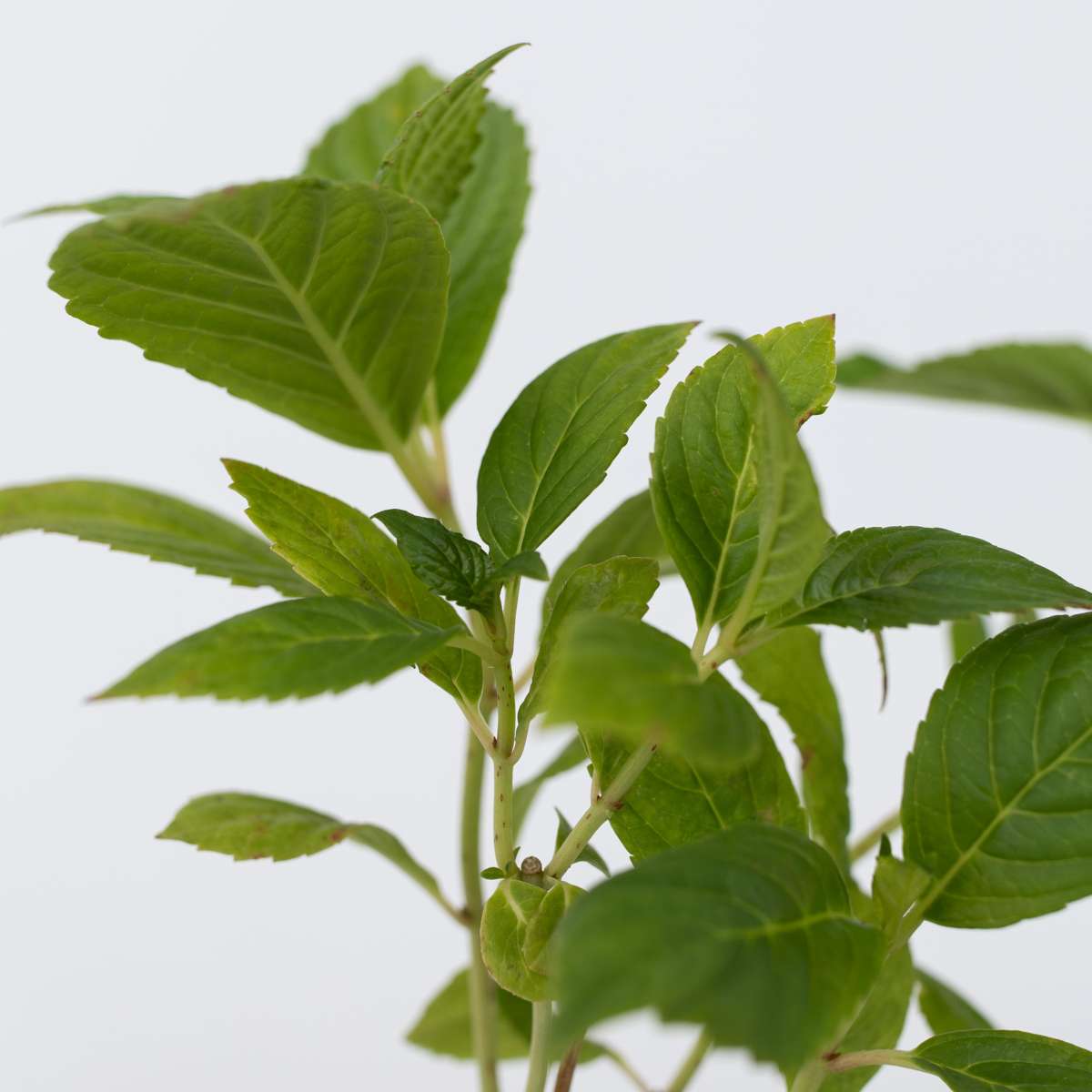 Hydrangea Hortensie - 6 Stk - Hydrangea Macrophylla 'Early Pink' - Höhe 25-40Cm - ⌀9Cm 