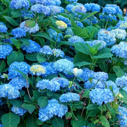 Hydrangea Hortensie - 6 Stk - Hydrangea Macrophylla 'Early Blue' - Höhe 25-40Cm - ⌀9Cm 