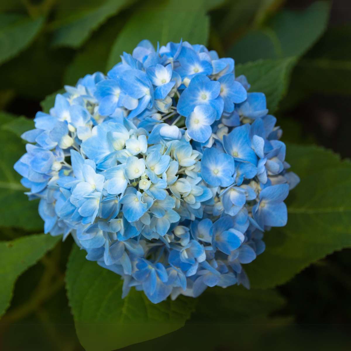 Hydrangea Hortensie - 6 Stk - Hydrangea Macrophylla 'Early Blue' - Höhe 25-40Cm - ⌀9Cm 