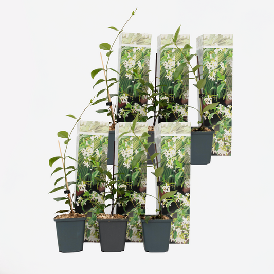 Climbers Jasmin - 6 Stk - Trachelospermum Jasminoides - Höhe 25-40Cm - ⌀9Cm 