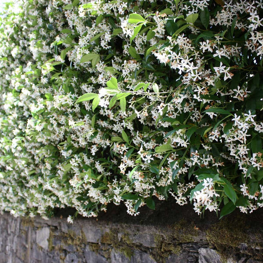 Climbers Jasmin - 6 Stk - Trachelospermum Jasminoides - Höhe 25-40Cm - ⌀9Cm 