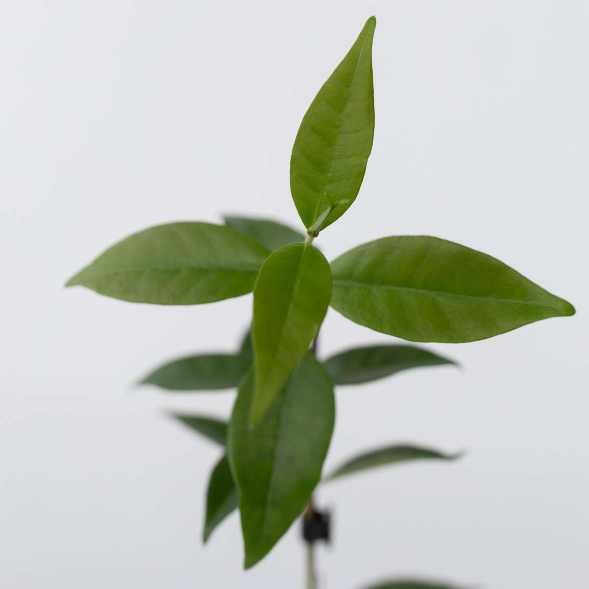 Climbers Jasmin - 6 Stk - Trachelospermum Jasminoides - Höhe 25-40Cm - ⌀9Cm 